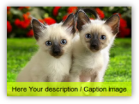 Awesome Image Captions With CSS