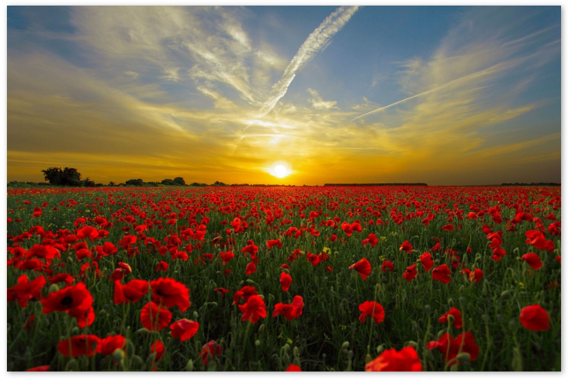 Image Hover Effects Adding Box Shadow CSS Reset